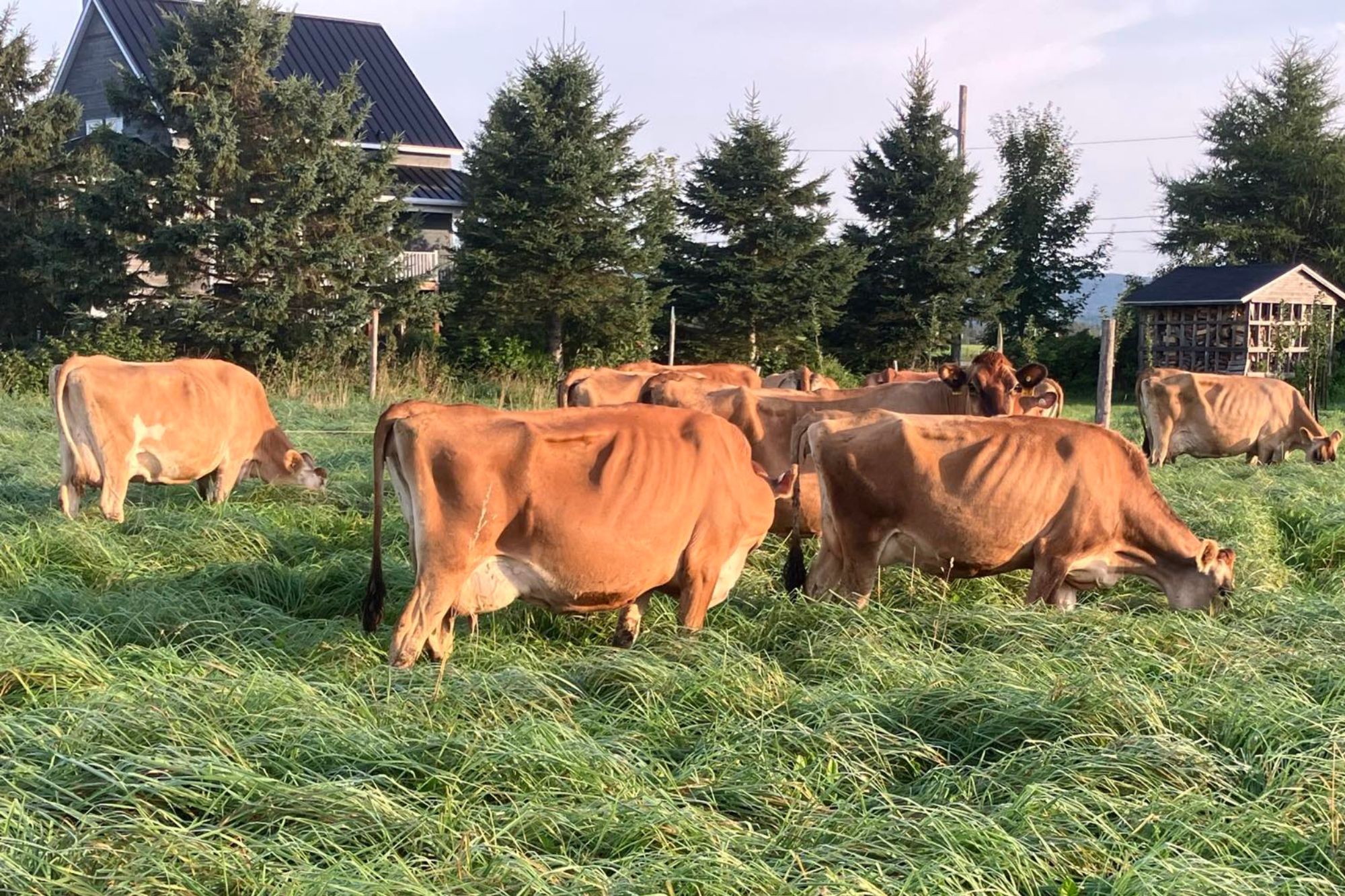 LE CHANT DES FROMAGES - FROMAGERIE